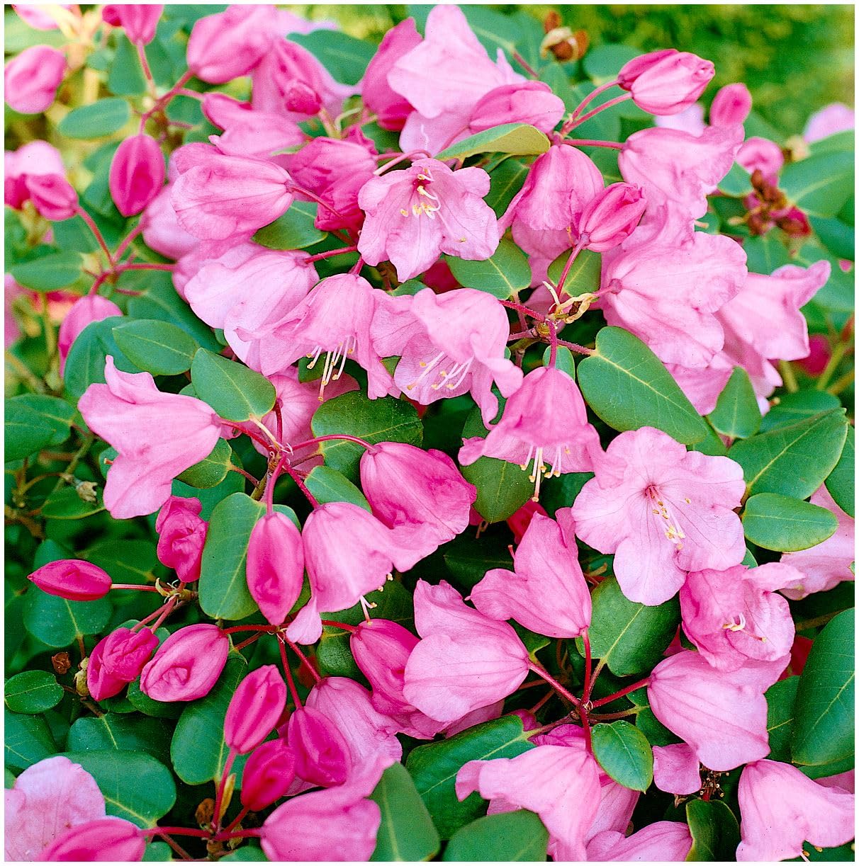 GrowOn Shrubs [2 Litre] Dwarf Rhododendron Japonica 'Bow Bells' | Evergreen Shrub | Outdoor Garden Ready Plant | Spring Flowering | Pink Flowers