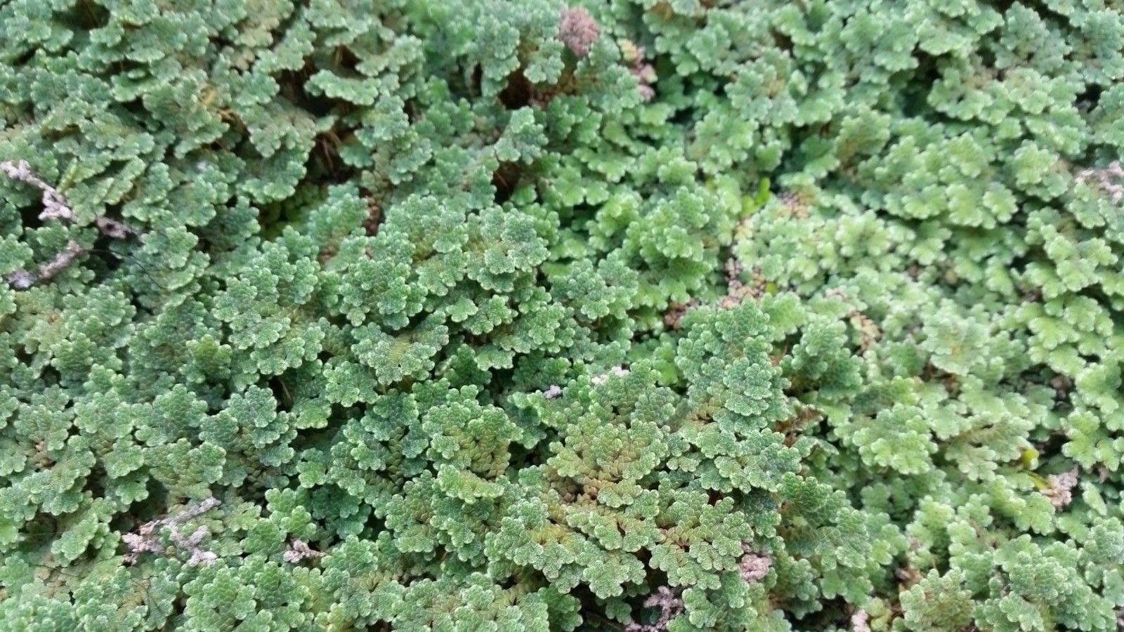 Azolla Caroliniana Mosquito Fern Azolla Caroliniana Hi Res Stock