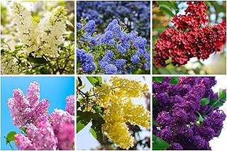 200+ Perennial Mix Lilac Seeds for Planting Outdoors,Dwarf Syringa Vulgaris Seeds,Fragrant Flowering Shrub Seed Deer Resistant & Drought Tolerant for Home Garden Outdoor