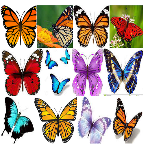 Pattapuchi Insect Pattampoochi - App on Amazon Appstore