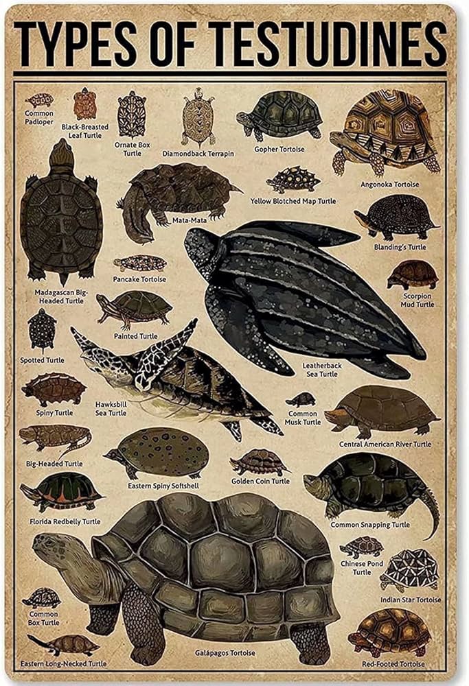 Amazon | 亀の種類の知識ポスター ブリキ看板ホームパーラーバー
