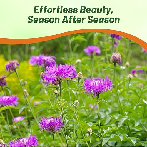 Miniatura 6 de Outsidepride Cornflower Dealbata Bachelor's Button Semillas de flores silvestres - 1000 semillas