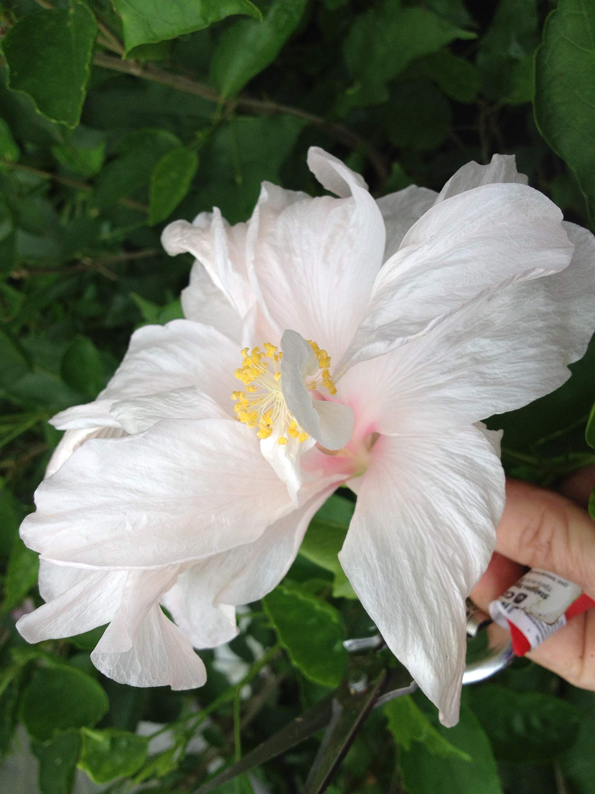 Amazon.com : Marilyn - Tropical Hibiscus rosa-sinensis - Live