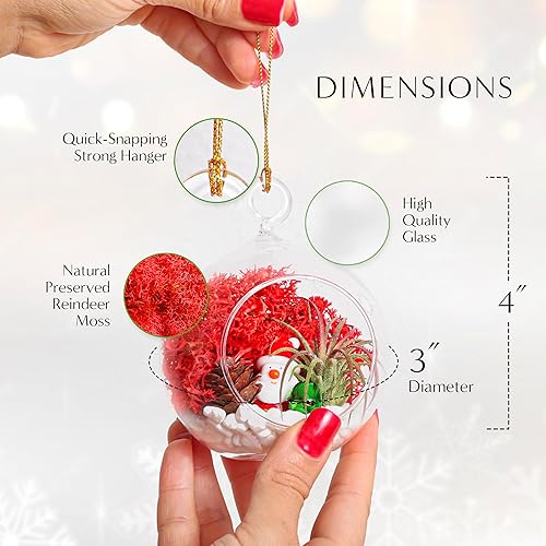 Miniatura 7 de Kit de terrario de adornos navideños de bricolaje - Plantas de aire vivo - 2 terrarios de vidrio, musgo de reno, figuras de Navidad, piedras blancas