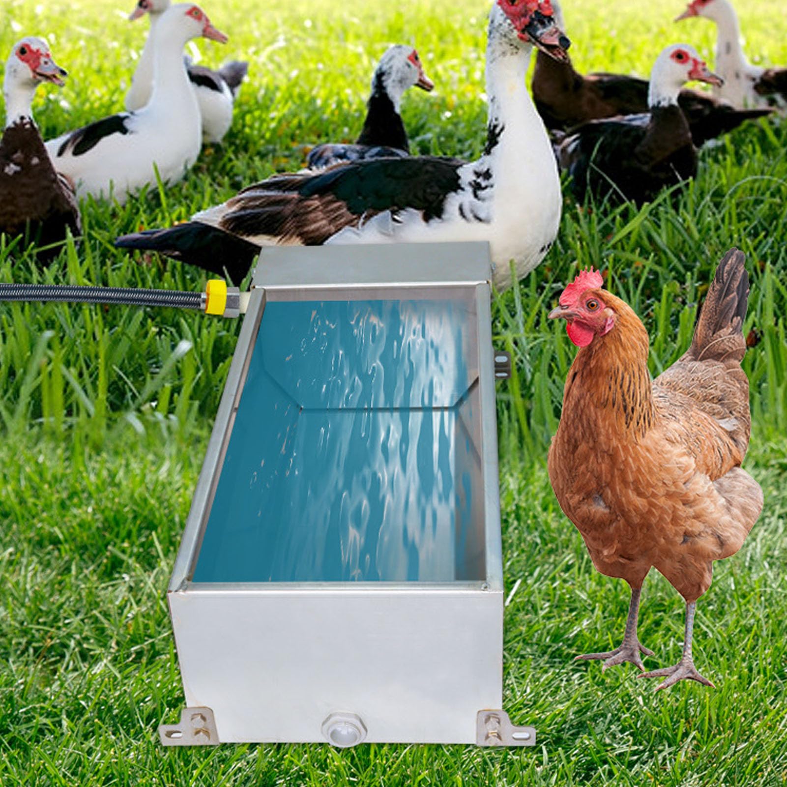 Abrevadero automático para Ganado, tazón de Agua Potable para Animales de Acero Inoxidable con llenado automático, Bebedero automático de Gran Capacidad para Pollos, Patos, Gansos,