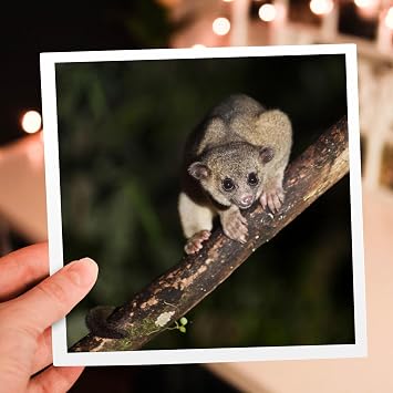 3dRose Kinkajou, Mindo, Andes, Ecuador - SA07 POX1981 - Pete Oxford 1 Greeting Card with envelope