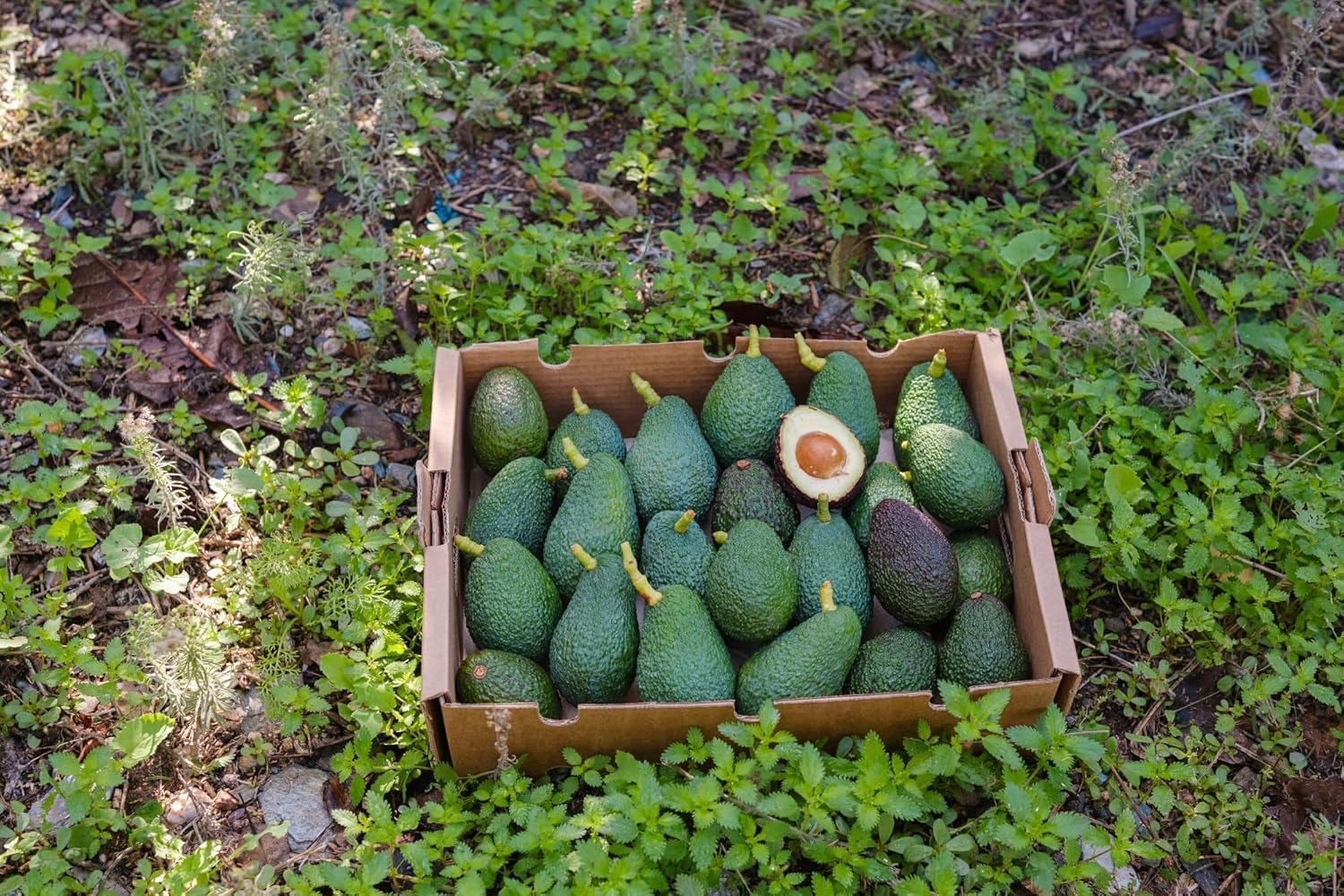 Vitalem Aguacates Frescos 2kg (6-10 Piezas) Aguacates Hass de Temporada Ecológicos