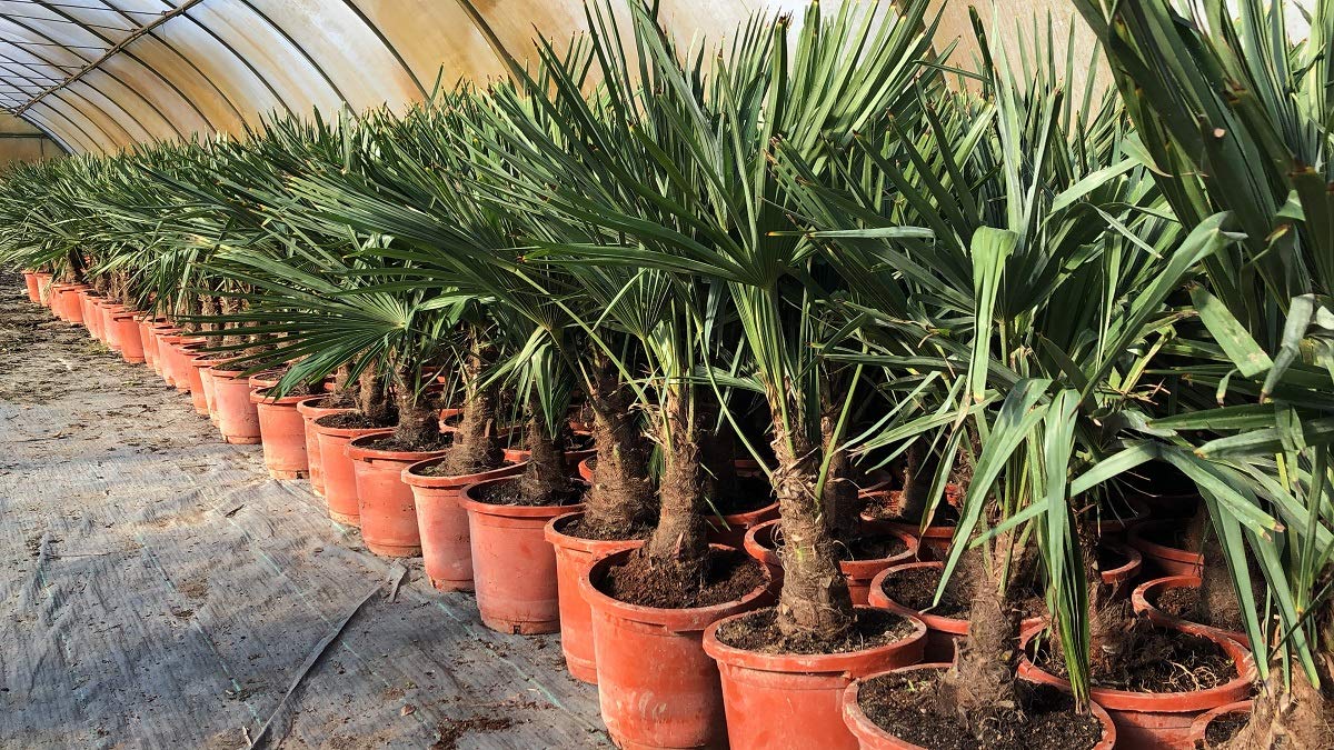 Extrem Frostharte Trachycarpus geminisectus bis 100cm Frosthart bis -19 Grad