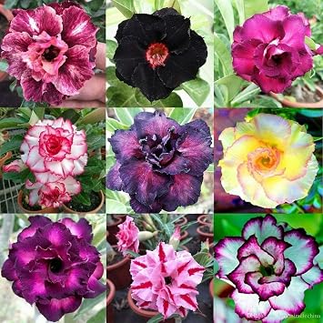 50 Mixed Color Desert Rose Seeds to Grow Adenium Obesum
