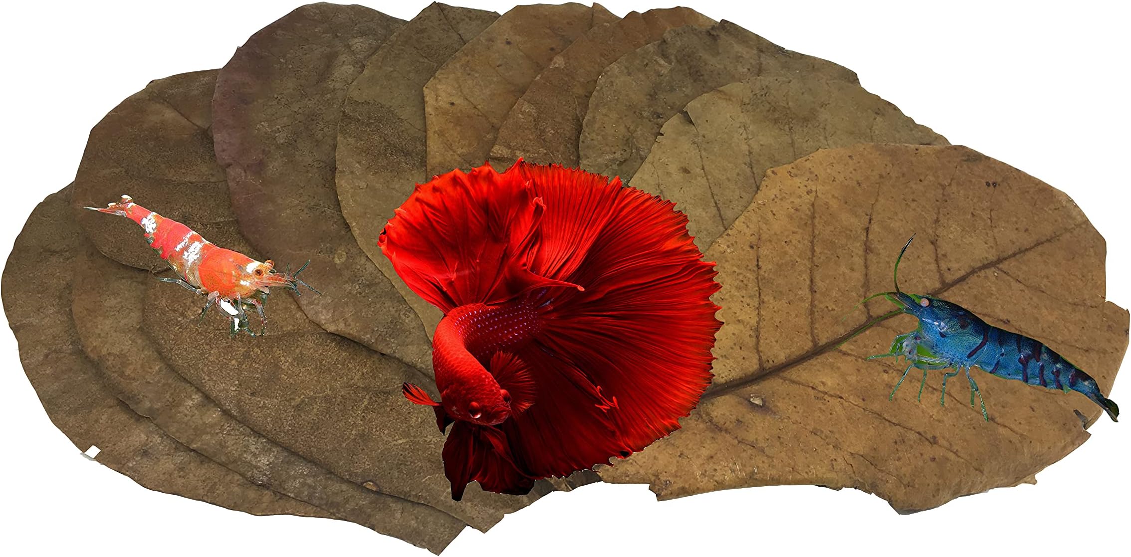Awesome Aquatic Betta Leaves 10 4" - 6" Premium Catappa Indian Almond Leaves Natural Habitat, Tannin Producing, Improves Immunity, Calms and Reduces Stress, Easy to Use for Siamese Fighting Fish