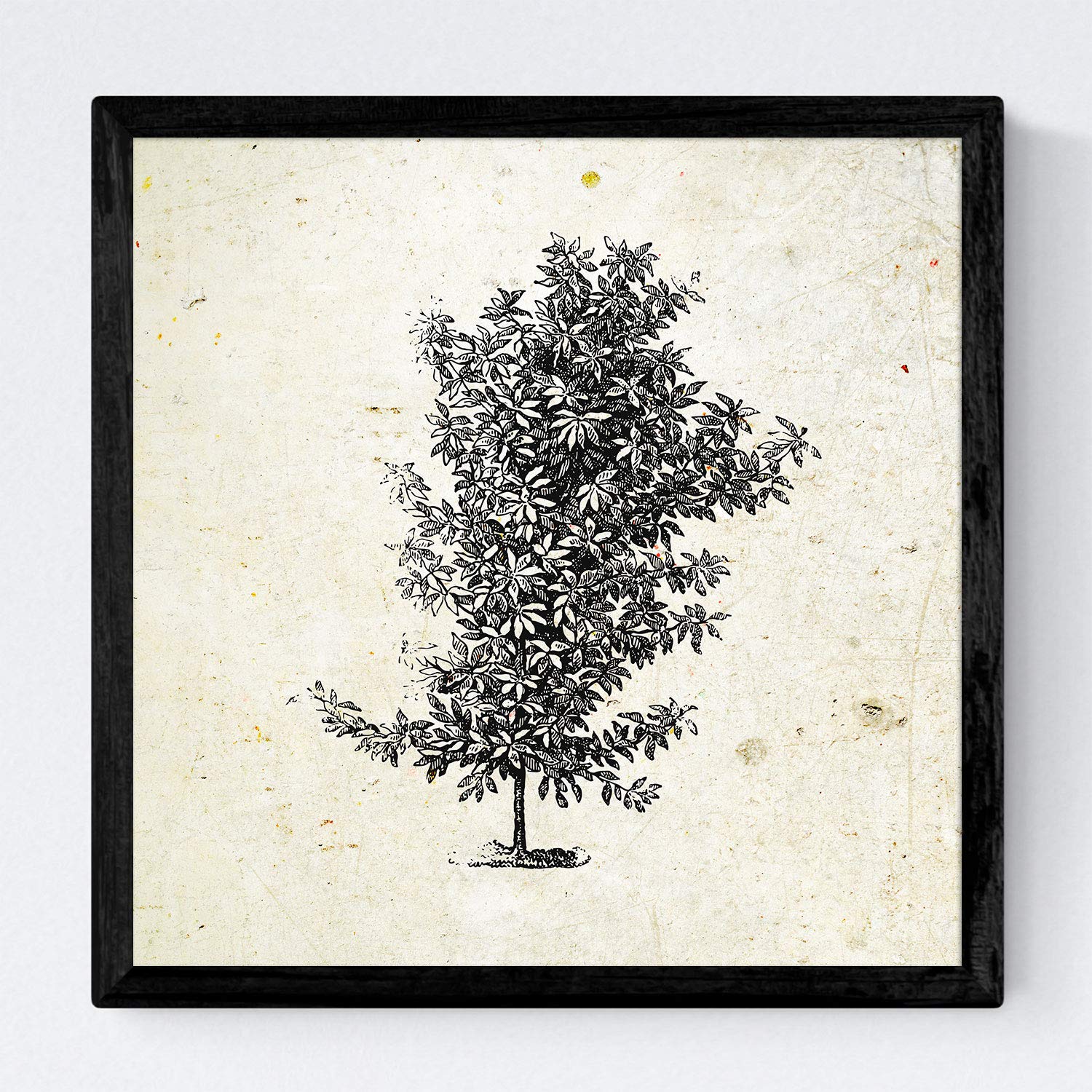 Nacnic Set de cuatro láminas con marco de arboles. Arboles ramas frondosas en tamaño 30x30 cm, fondo papel antiguo vintage Con marco