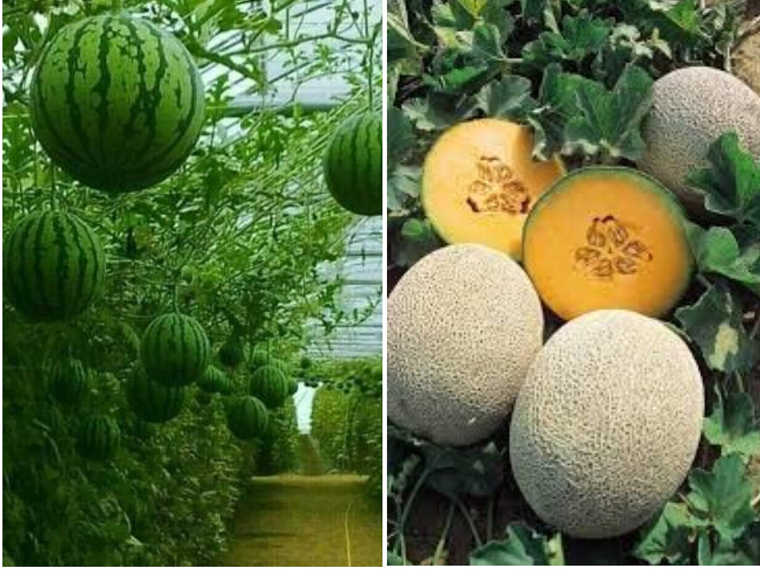 Joycity Fruit Seeds Combo- Watermelon And Musk Melon Organic Fruit Seeds (100 + Seeds) (B089T2RMZM) Amazon Price History, Amazon Price Tracker