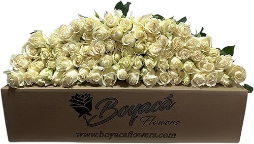 Boyacá flowers, Ramo de 100 rosas blancas con tallo, flores frescas de granja directa, flores recién cortadas, regalo para aniversario, cumpleaños,