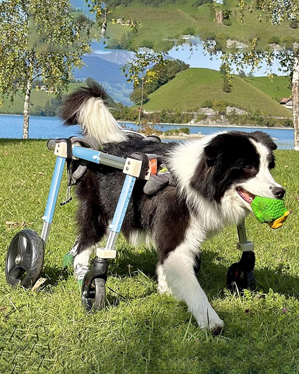 ENHEN Dog Wheelchair 4 Wheels Wheelchairs for Large Dog, Comfortable Full Support Assist Small Doggy Rehabilitation Cart, Sheep Goat Mobility Cart for Aging/Disabled/Injured/Arthritis/Weak(X-Small)