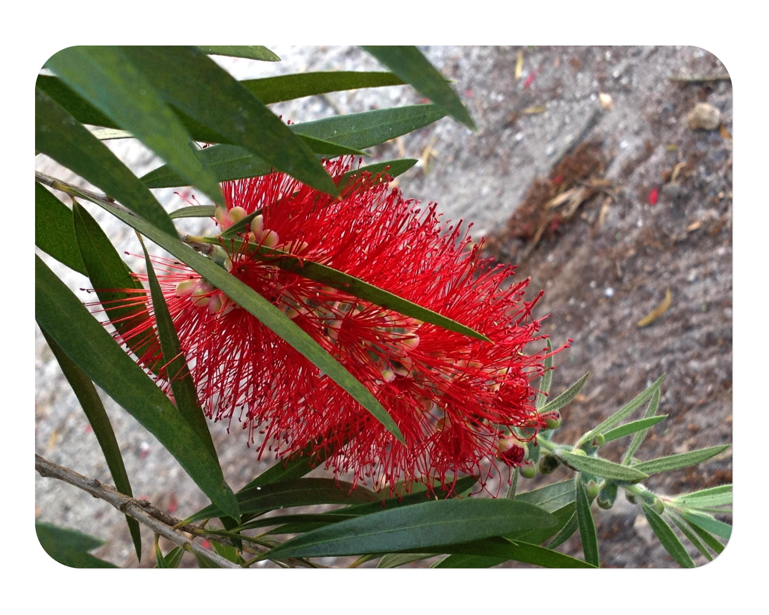 Boyette Weeping Bottlebrush Tree