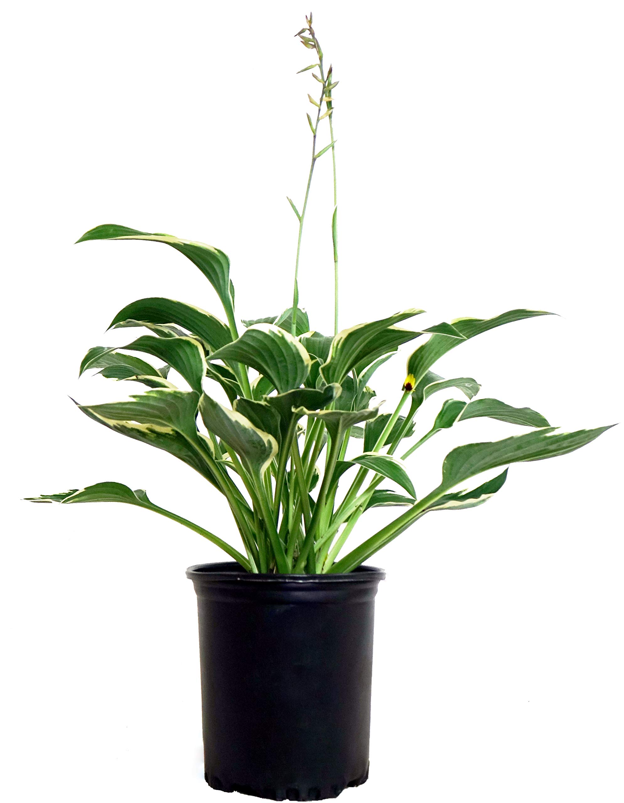 Hosta Francee