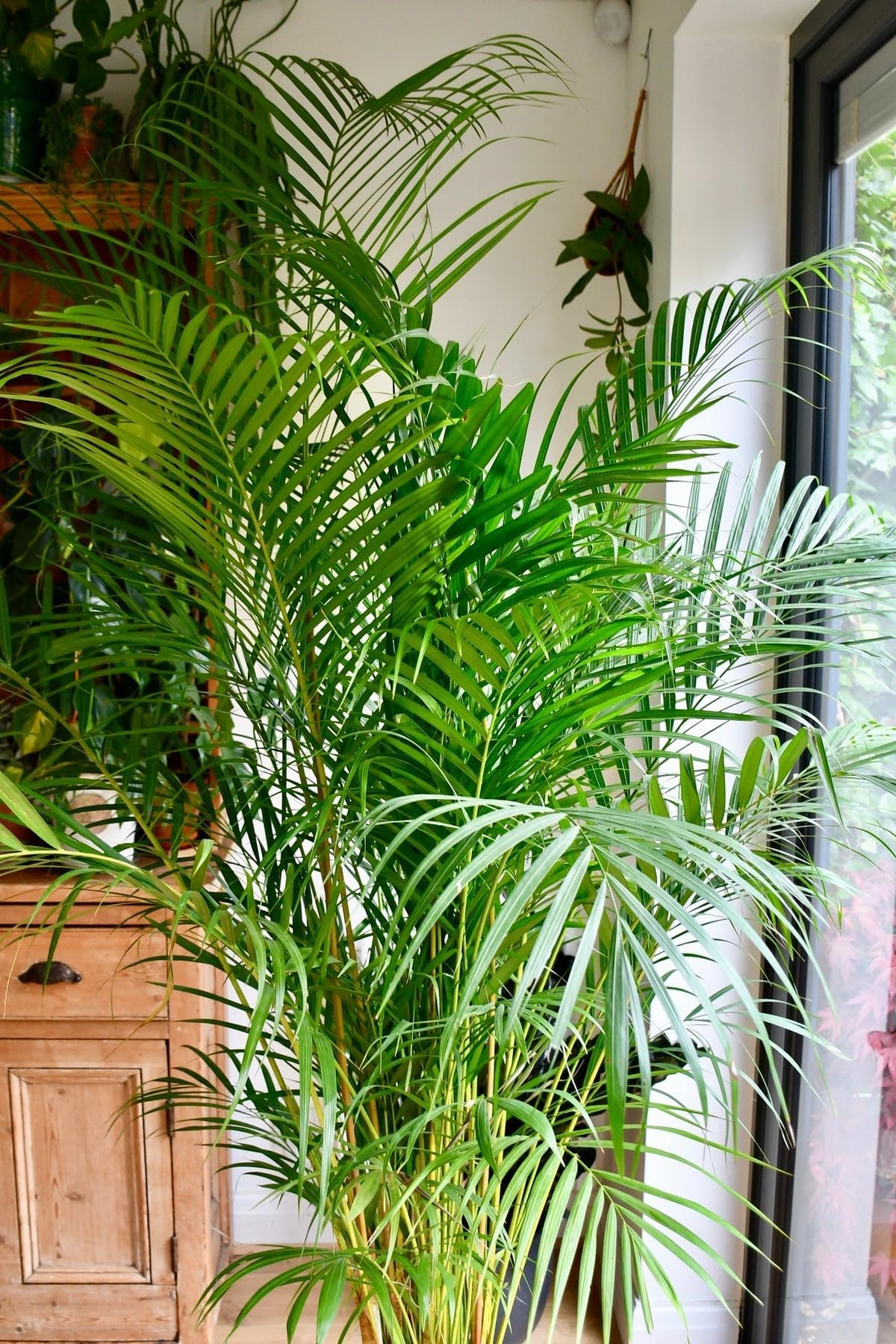 Indoor Areca Palm Plant Indoor plants for living room bonsai,Outdoor Decoration Natural Live "Chinese palm" Tree For Home Garden Tree Outdoor indoor plant Without Pot (Pack of 1) E_7