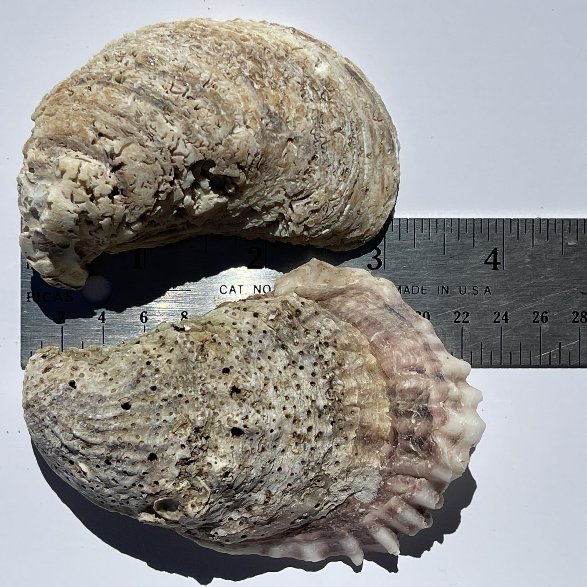 Natural Oyster Shells for Arts and Crafts, Cleaned Unscented 20 pieces per pack. Sizes: 2-3 inches, 3-4 inches, and 4-5 inches. Not polished or sanded. Carefully packed for shipping (3-4