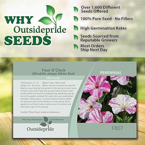 Miniatura 4 de Outsidepride Mirabilis Four O'Clock Marbles Semillas de Flor Roja Blanca - 200 Semillas