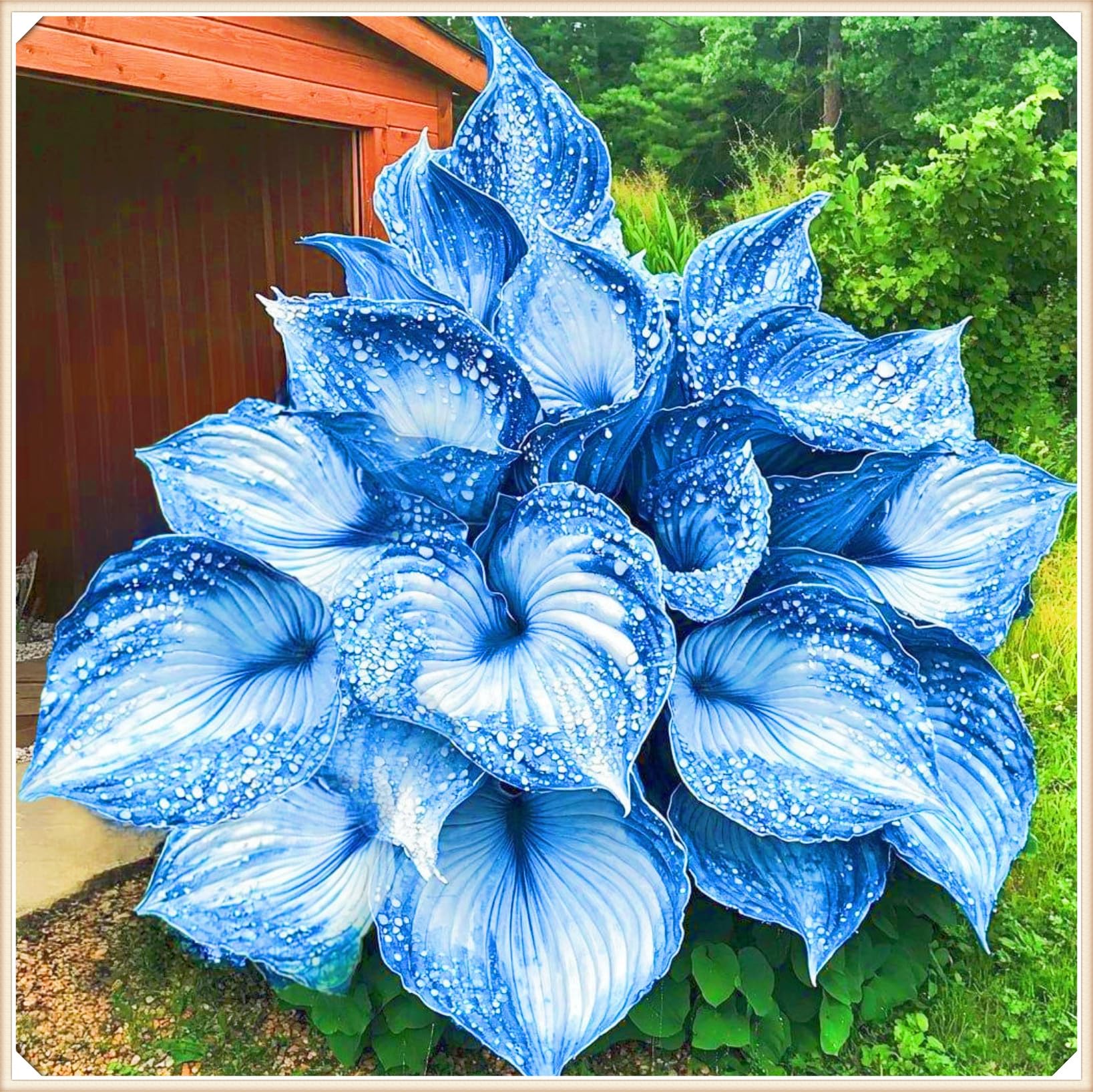 Rapid Growth Easy Planting Hostas Plants UK Garden Flowers Wedding Flowers-6Bulbs-f