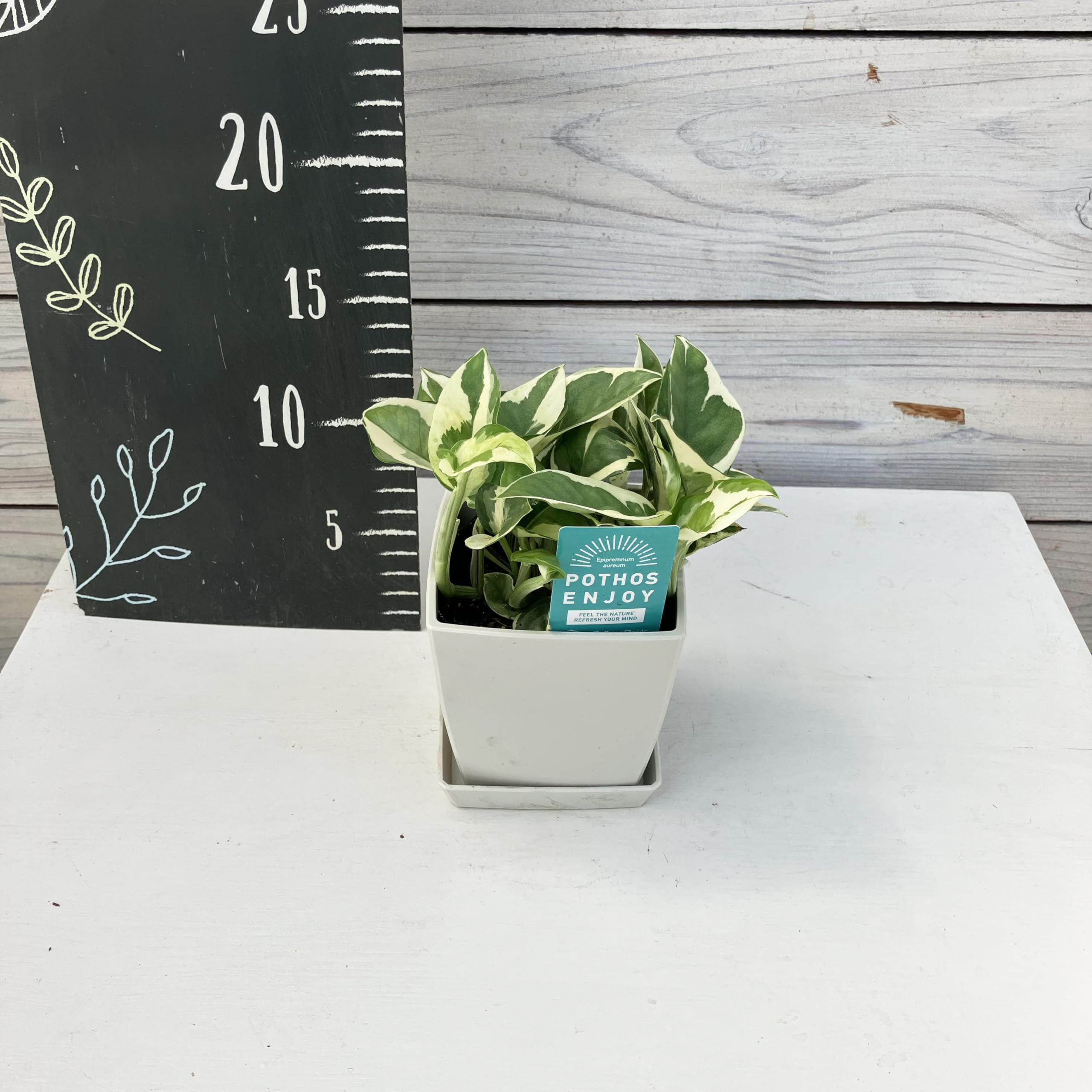 Amazon.co.jp: 観葉植物 ポトス エンジョイ スクエアプラ鉢 3.5