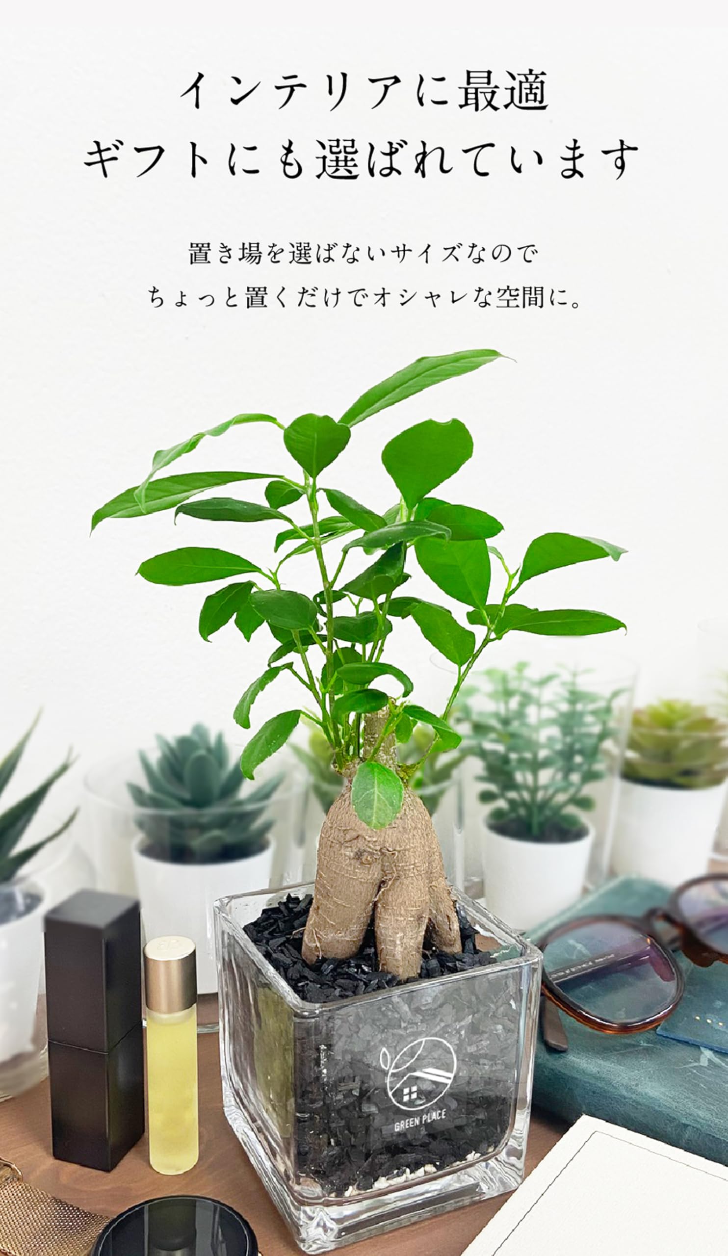 Amazon｜GREEN PLACE ガジュマル ミニ 観葉植物 本物 【鉢 × 植え込み