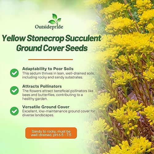Miniatura 3 de Outsidepride 2000 Semillas Perennes Sedum Ellacombianum Stonecrop Suculentas Semillas de cubierta de suelo para plantar