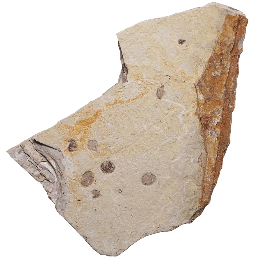 Amazon | [N2 stone Natural] 天然化石 鰓脚類が含まれる