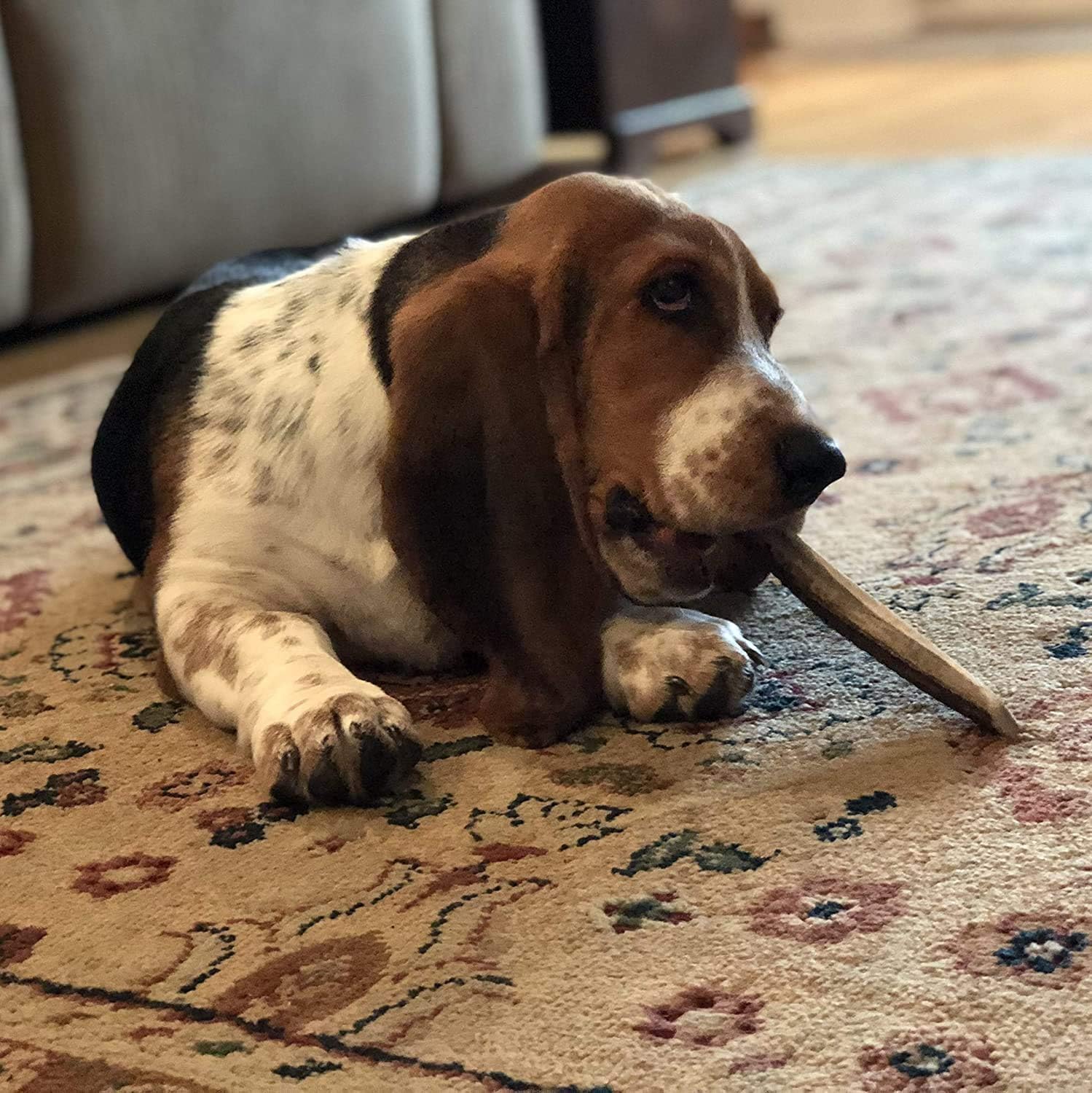 Perfect Pet Chews Split Elk Antler Dog Chew - Grade A, All Natural, Organic, and Long Lasting Treats - Made from Naturally Shed Antlers in The USA - Medium Treat - 5-Count