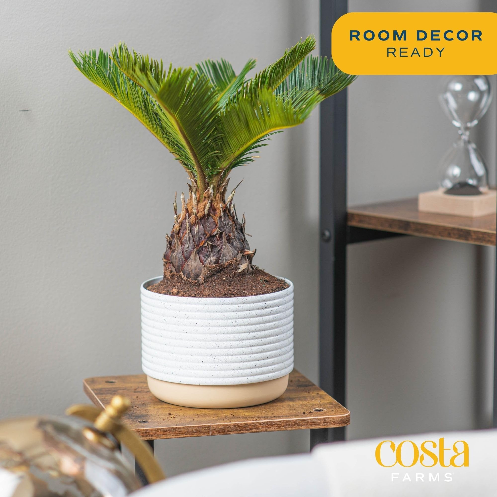 Amazon.com: Costa Farms Live Sago Palm, Easy to Grow Live Indoor