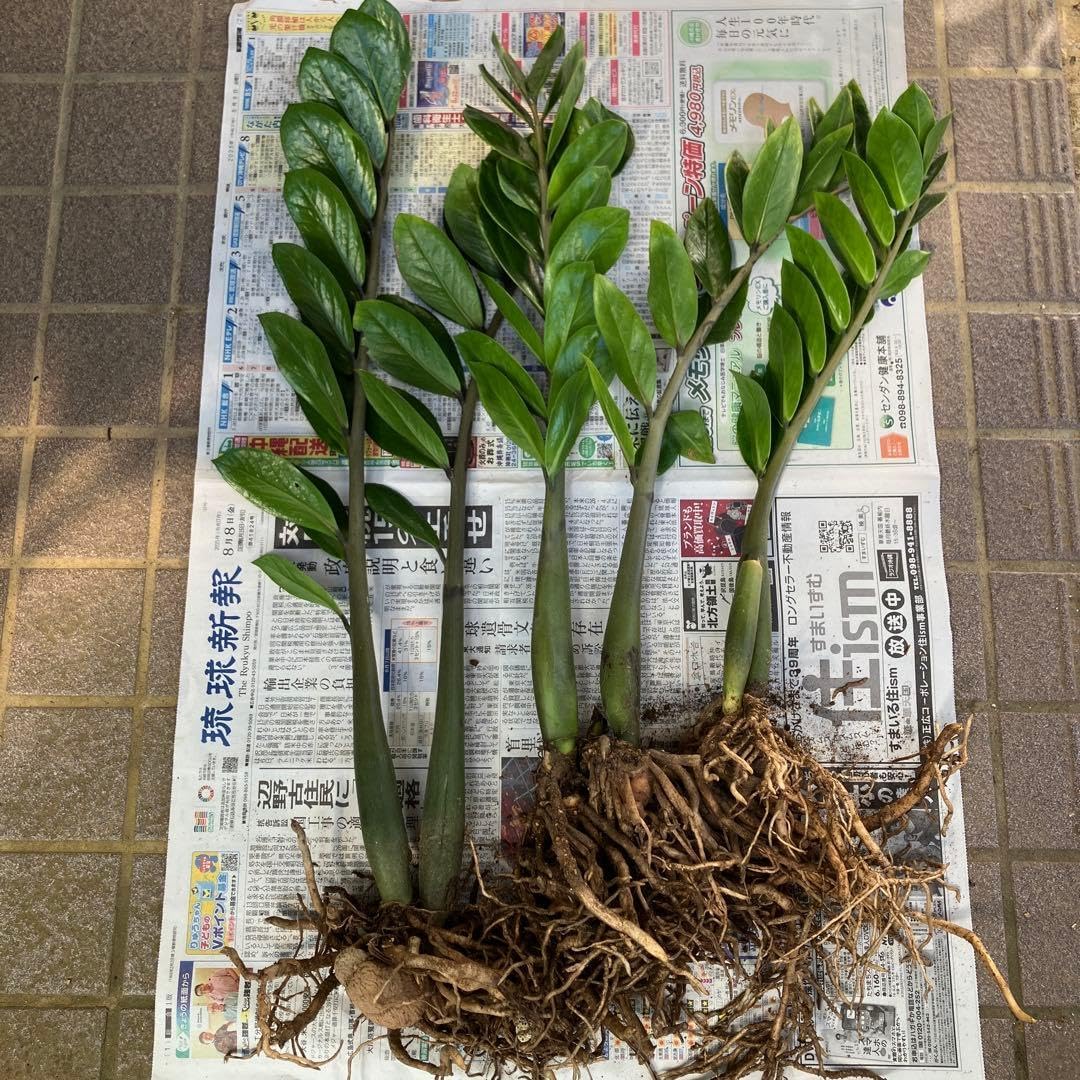 SEGA メスキング 未開封 昆虫女王 メスキング 新品 未開封 パック 激