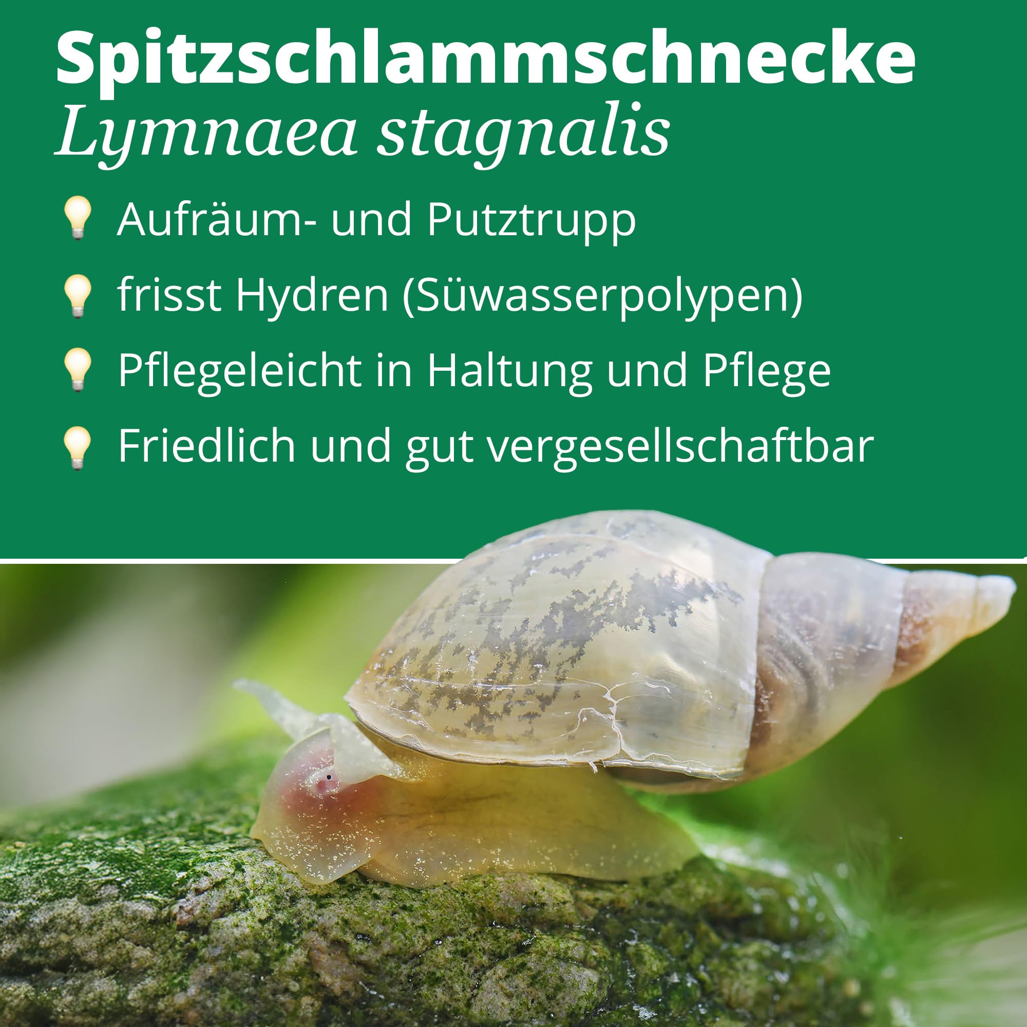Set per la cura del laghetto senza alghe, per un laghetto da giardino pulito e privo di alghe, 1 stagno pond protezione UV, 10 lumache e 10 conchiglie per laghetto