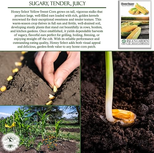 Miniatura 5 de Honey Select - Semillas de maíz dulces amarillas para plantar, más de 50 semillas de reliquia por paquete, semillas de jardín de Isla (semillas de