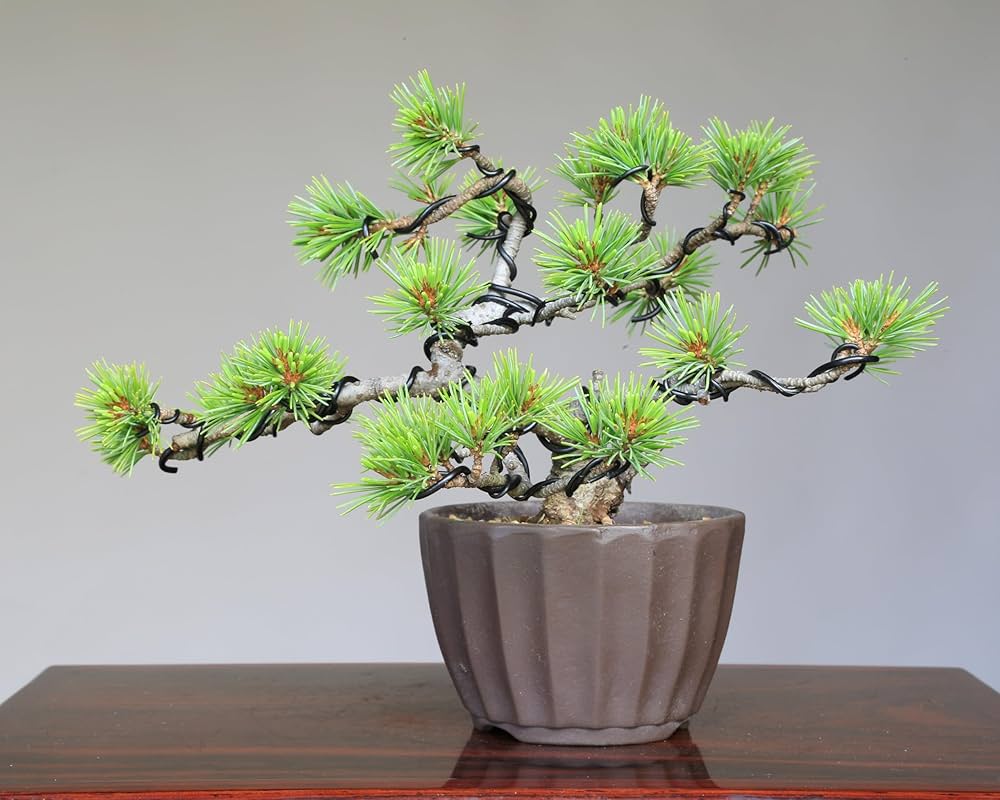 【大品 五葉松盆栽】真柏　　　　⭕吾妻五葉 (短葉)抜群❗ Amazon.co.jp: 吾妻五葉松『大巓性』小品盆栽【泰寿園Online