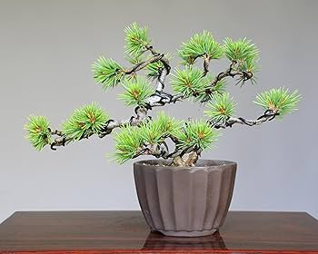 五葉松　大型盆栽 高松盆栽 五葉松 「威風堂々」を販売 ｜盆栽妙 – 盆栽妙 本店