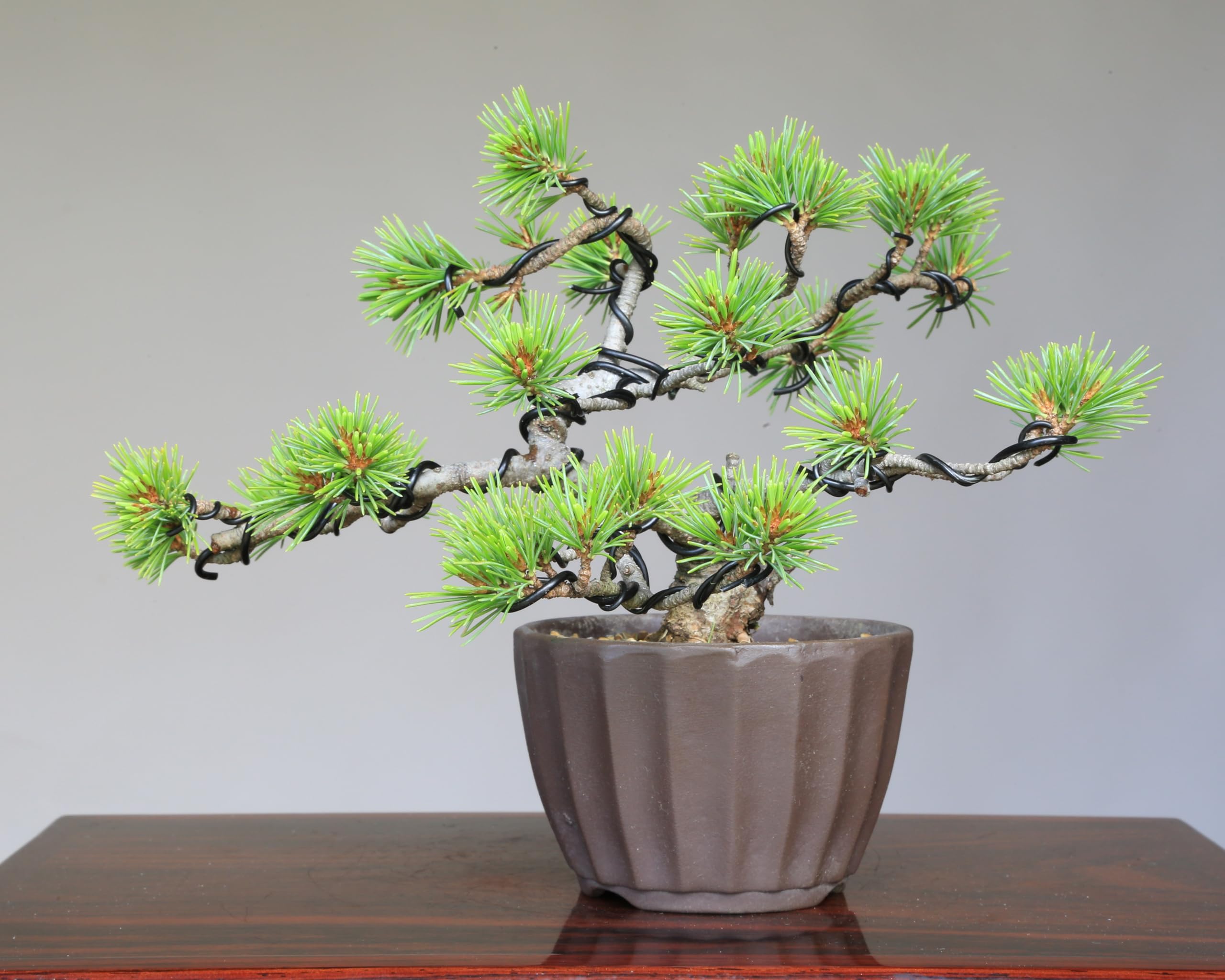 吾妻五葉松／大巓性 』見事な立上がり／上下12㎝／五葉松／小品盆栽 』