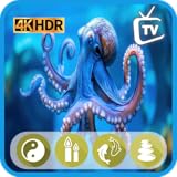 Acuario Graceful Octopus HD - Piano de profundidad oceánica con clima y reloj