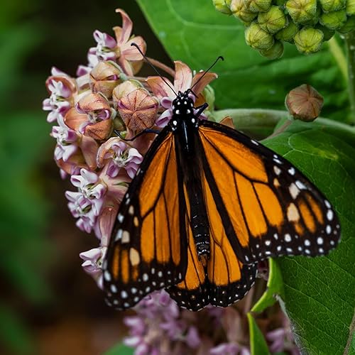 Miniatura 7 de Seed Needs, Pink Common Milkweed Seeds - 100 semillas tradicionales para plantar Asclepias syriaca - Flores perennes, atrae mariposas monarca