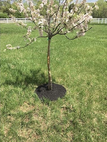 Rocky Mountain - Anillo de mantillo de árbol de 30 pulgadas para evitar malas hierbas, goma reciclada resistente, seguro para cortacésped, no