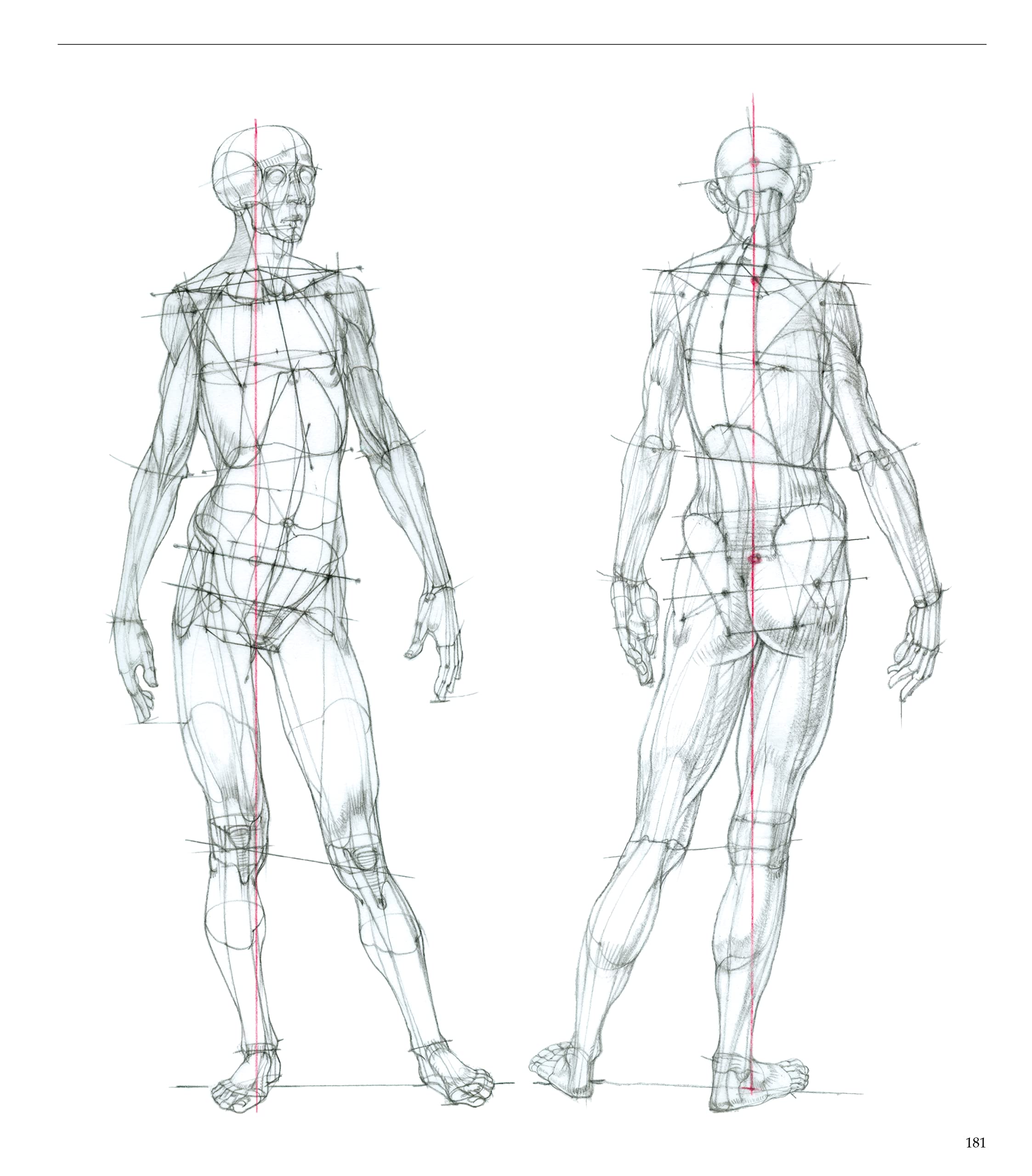 Struttura uomo. Manuale di anatomia artistica