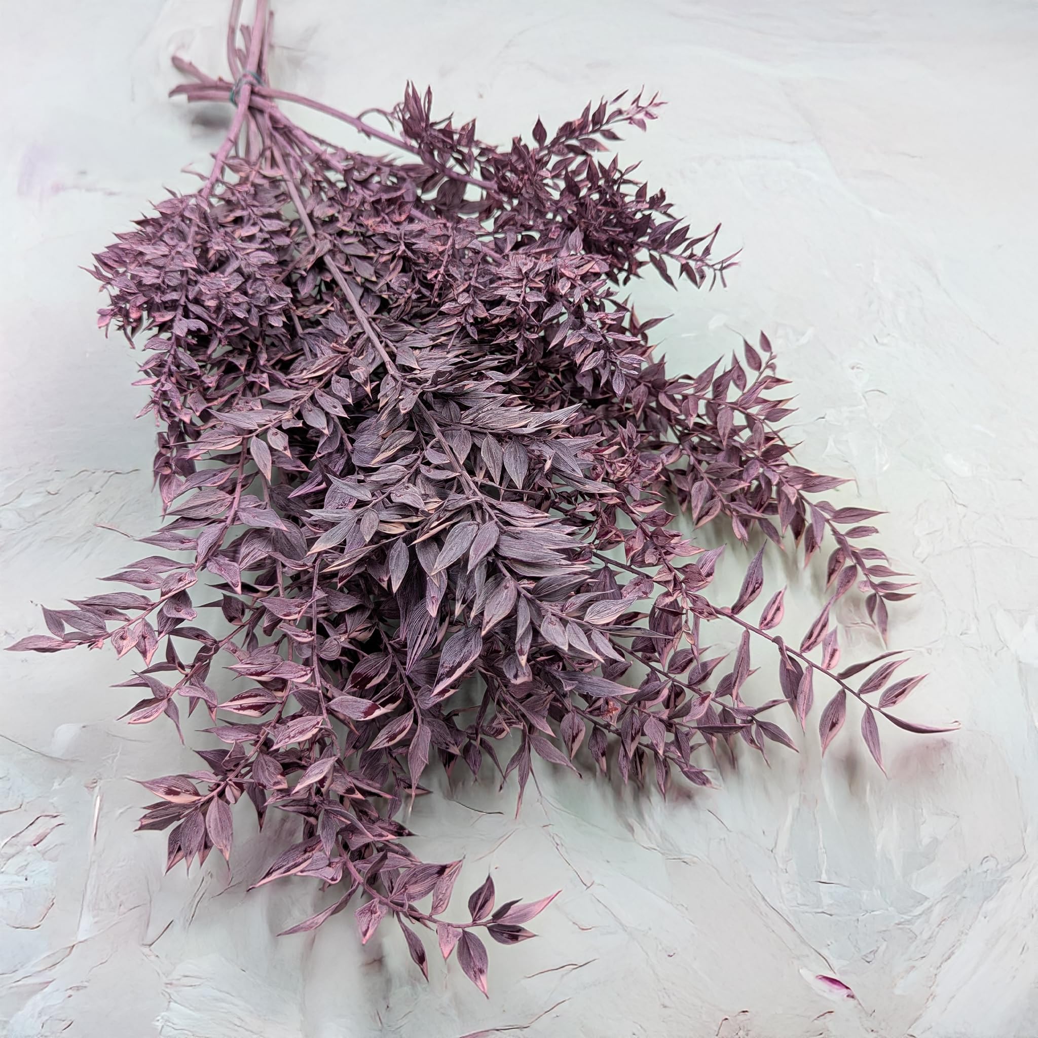 Enchanted Fleurs Séchées Naturelles, Ruscus Stabilisé, 100 g, Violet Mat