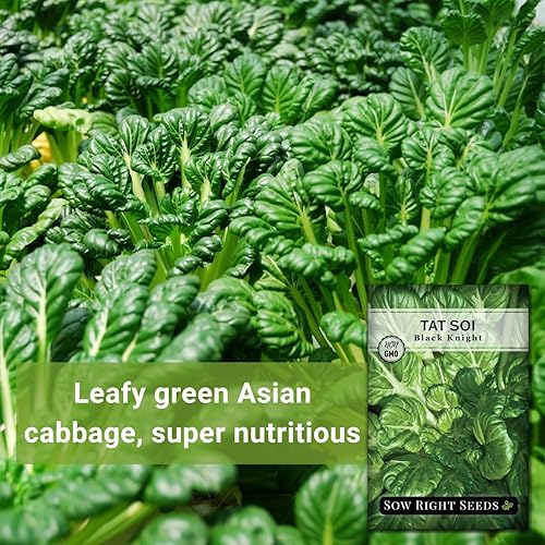 Miniatura 3 de Sow Right Seeds - Semillas Black Knight Tat Soi para plantar - Paquete de reliquia sin OMG con instrucciones para plantar un huerto casero - Mostaza