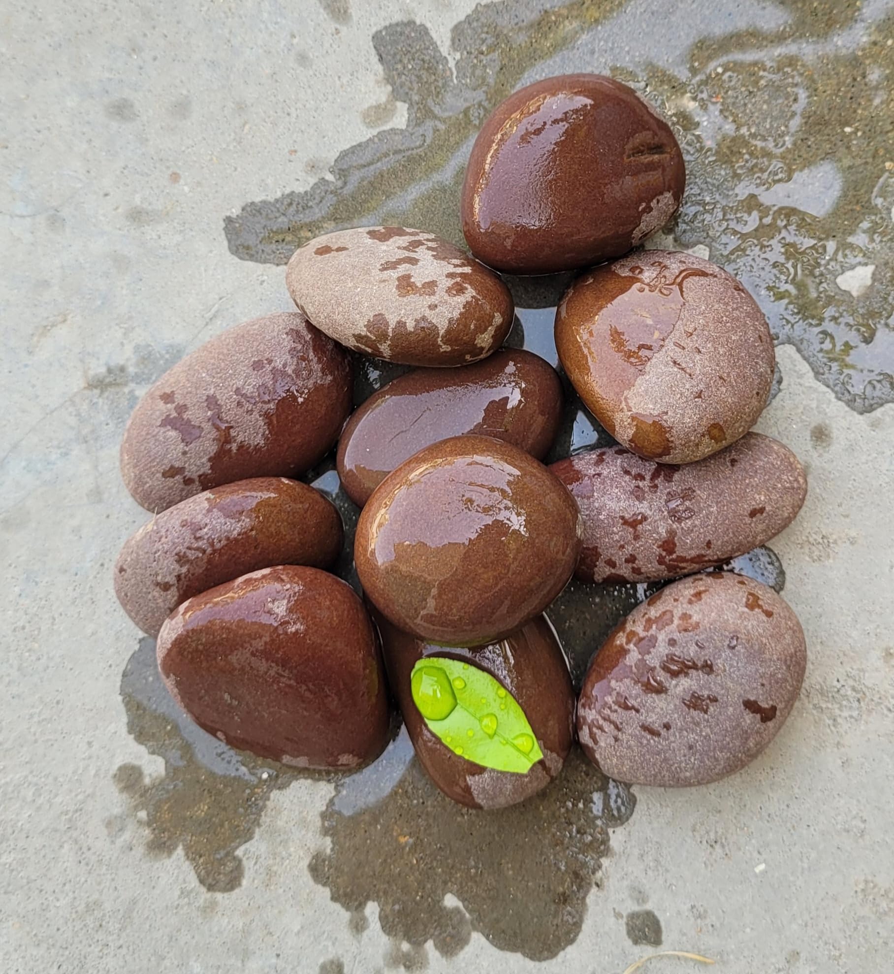 RM 2kg Natural River Stones Pebbles Gravels Rameshwaram Marble® for Landscaping Gardening Space Filler for Home Office Hotels Decoration Art Creation (B07RWGXF7P) Amazon Price History, Amazon Price Tracker