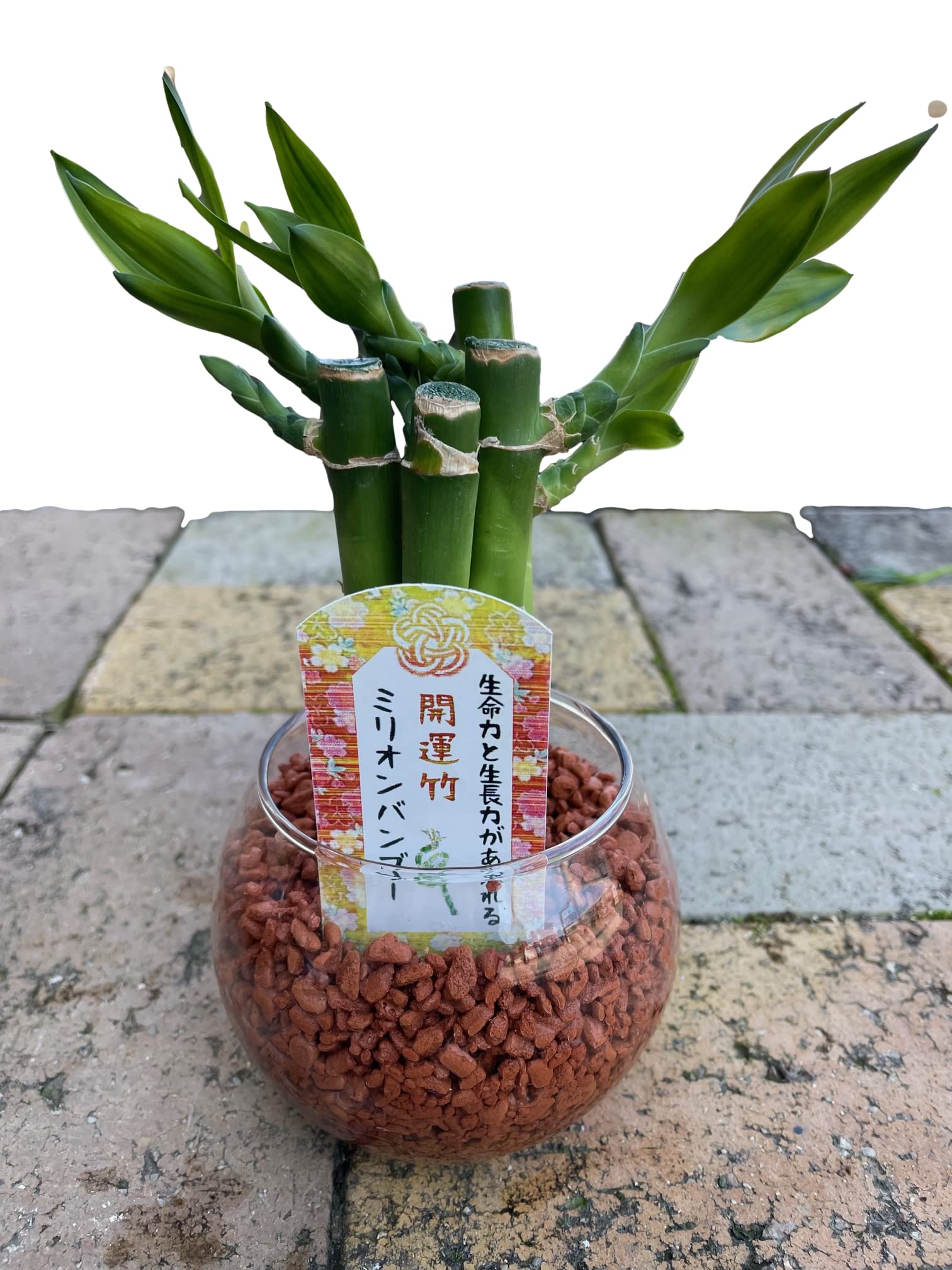 Amazon｜幸せを運ぶといわれている観葉植物【ミリオンバンブー「ミニ