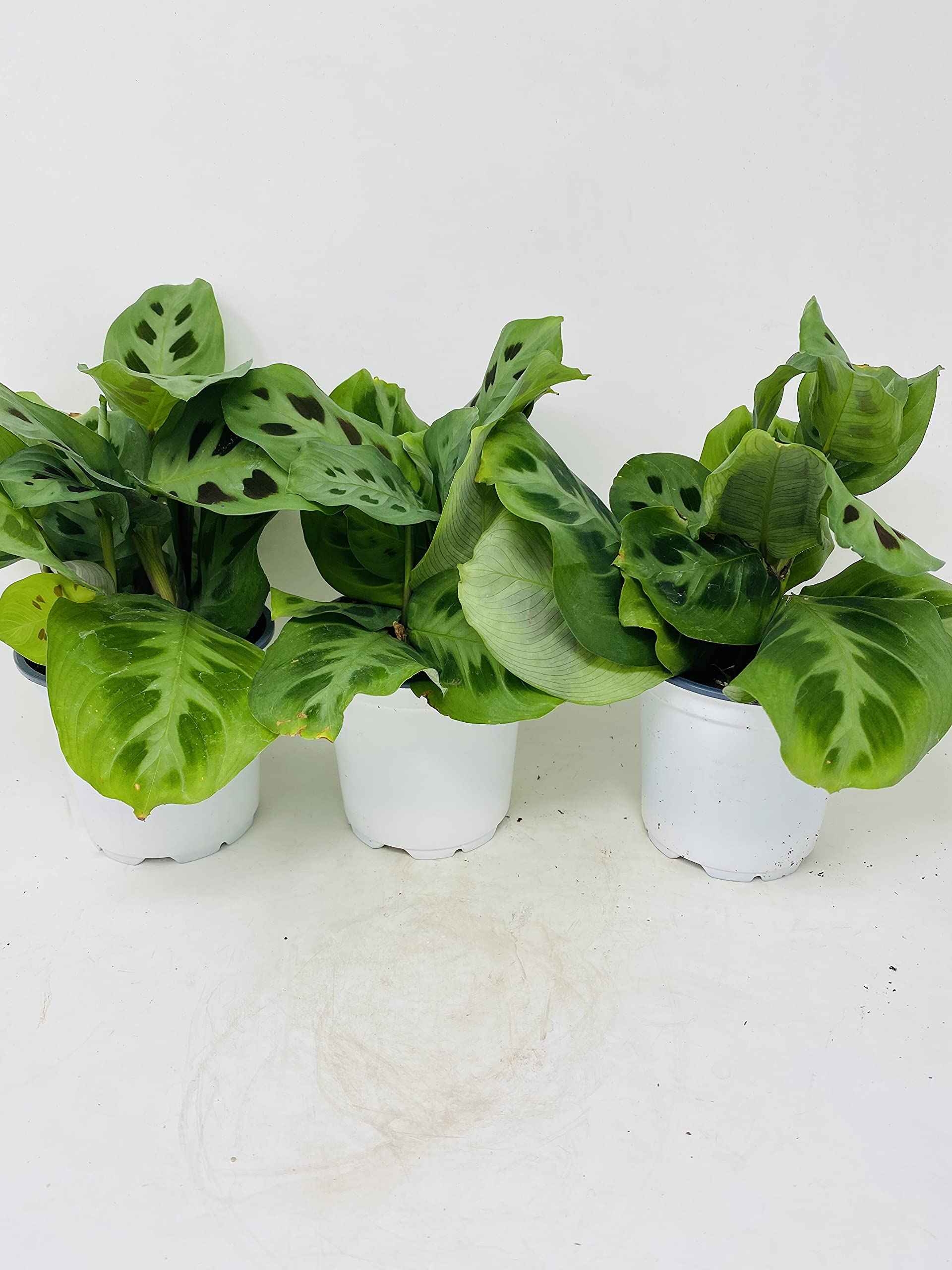 Amazon.com : Green Prayer Plant ' Maranta'- Easy to Grow - (Pack of 3)- 4"  Pot : Patio, Lawn & Garden
