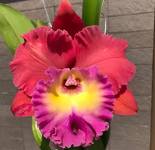 Orquídea Cattleya
