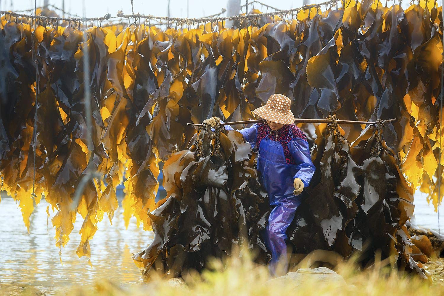 Kombu Flocons d'algues séchées 400 g