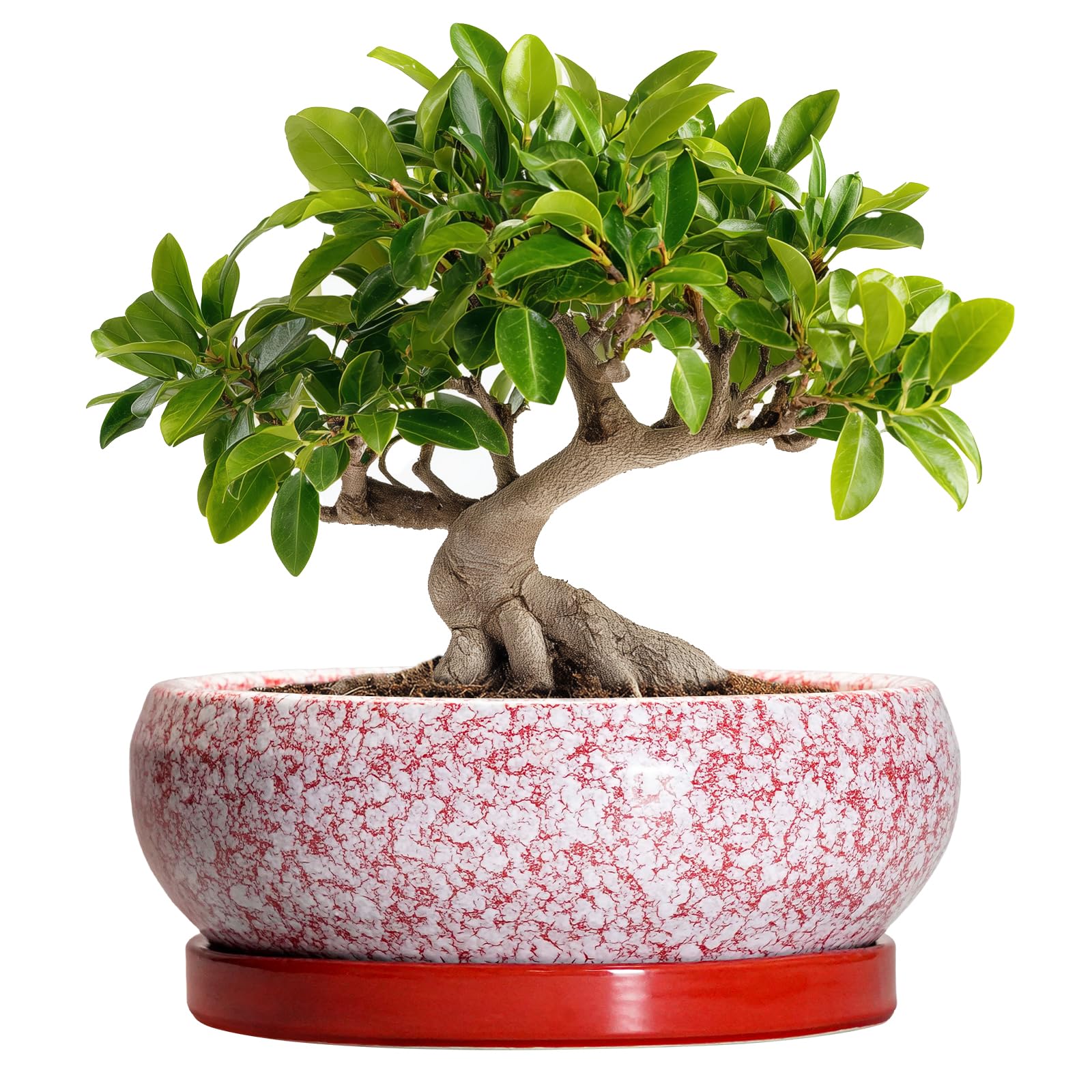 EPFamily Bonsai Pots - 10 Inch Ceramic Succulent Planter