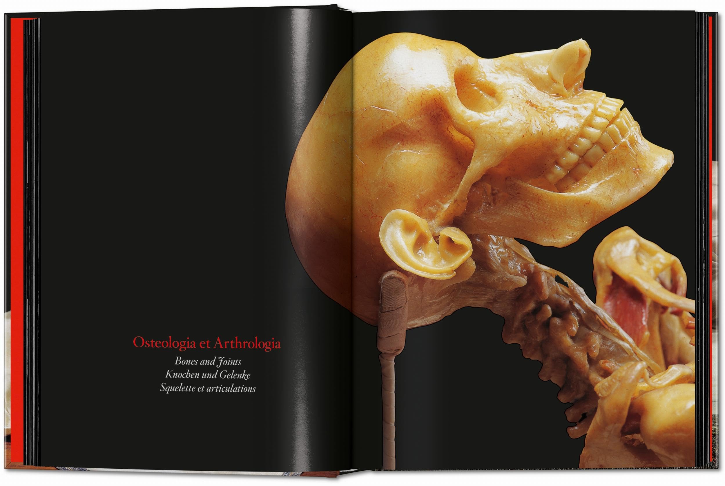 Anatomical Waxes. 45th Ed. (45th Edition)