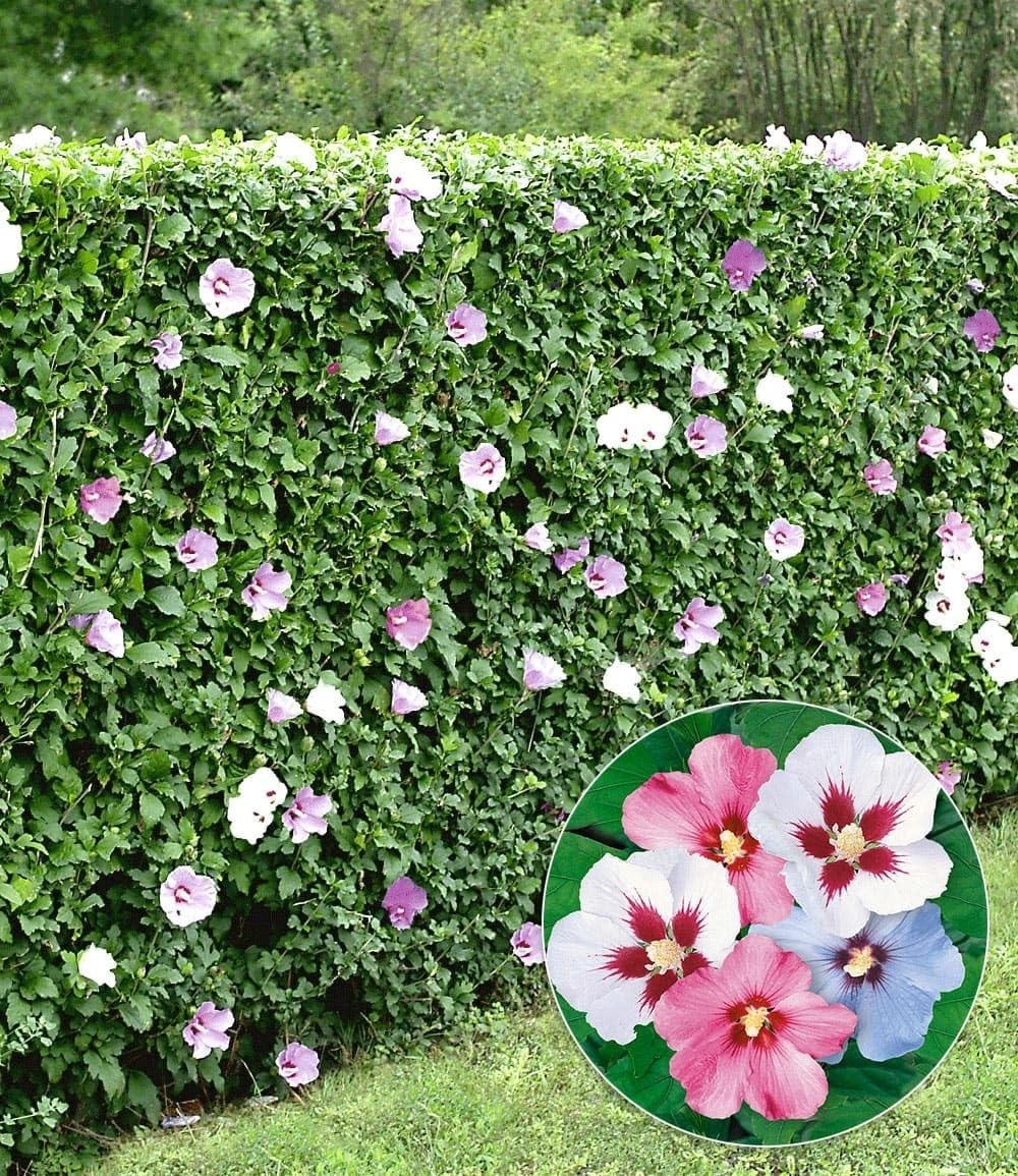 BALDUR Garten 5er Hibiskus-Hecke, Pflanzen im 9x9 cm-Topf | Hibiscus Syriacus, Heckenpflanzen blühend, Blüten essbar, winterhart, blühende und blickdichte Hecke